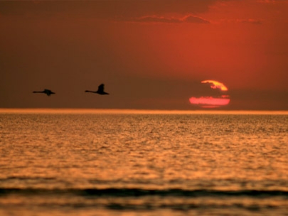 nature is a good actor