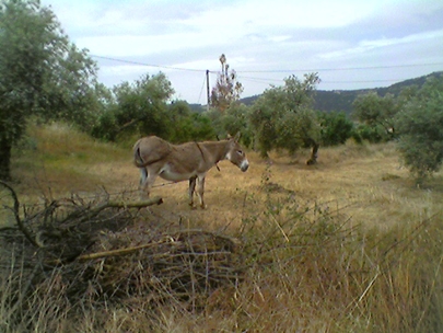 rocio ate half our garden already. Good girl.