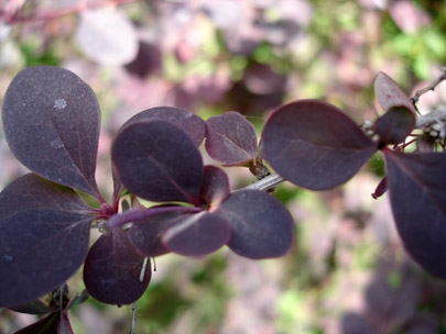 when leaves turn black