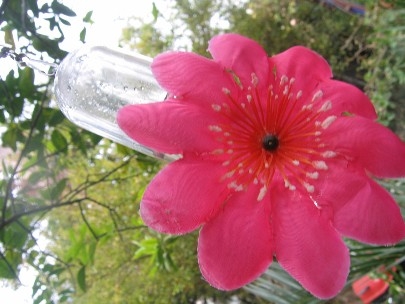 Hummingbirds love the new toy I brought to them from Argentina
