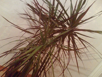 dashka's present 2 years ago... hello to California girl!!!!!!