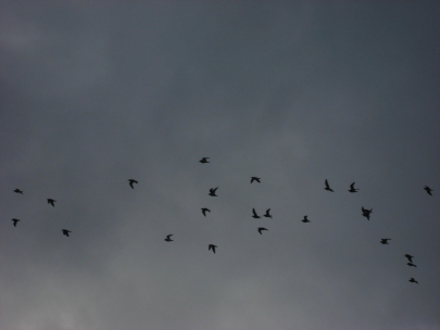 the law of motion less