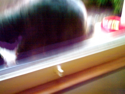 I have to feed joelle's cat this week