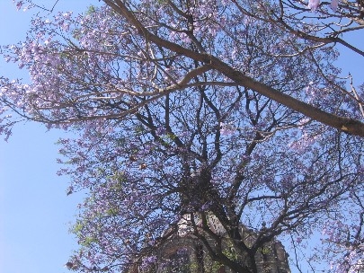 �When the jacarandas are in season it seems that the air itself becomes infused with a soft purple light...
