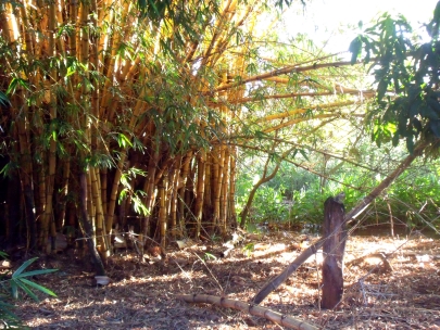 bamb� in the back garden