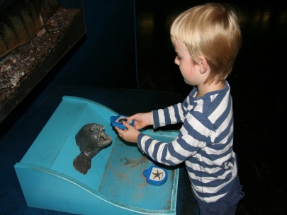 Feed the fisk correctly