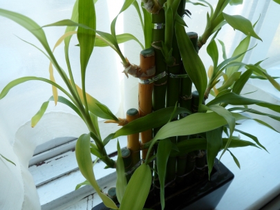 please lucky bambu dont dry i need u