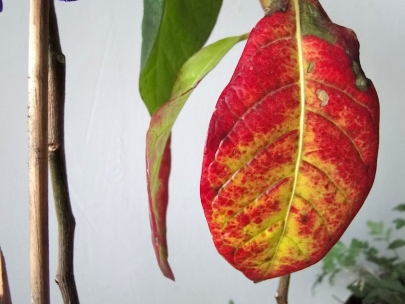 The colours of autumn