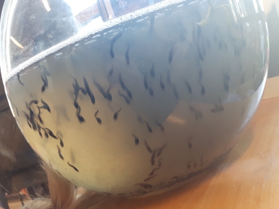 this is my classroom. and these are tadpoles (dikkopjes)