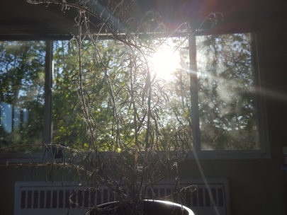 killing my rosemary :(