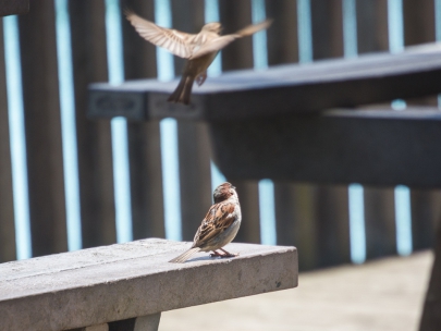 praise the soul of the world