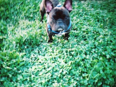 Happy new year,2006 the year of Dog