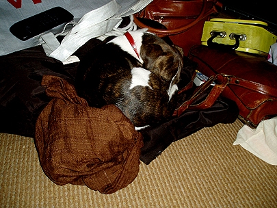 Sudogku - Find the dog -Level 10