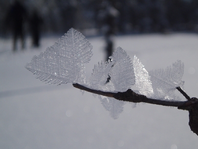 flakes of frozen ice