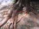 roots