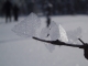 flakes of frozen ice